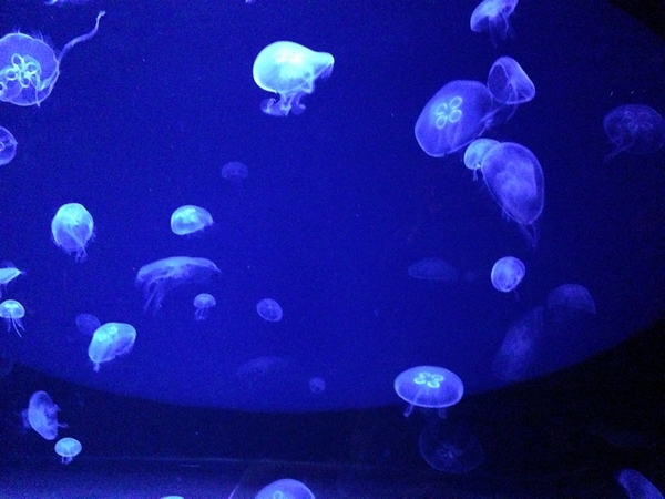 aquarium mare nostrum montpellier meduses