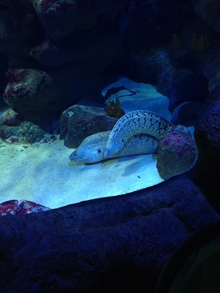 aquarium mare nostrum montpellier murènes
