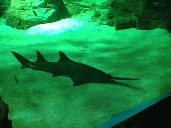 aquarium mare nostrum montpellier requin scie