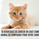 10 avantages de choisir un chat comme animal de compagnie pour votre famille