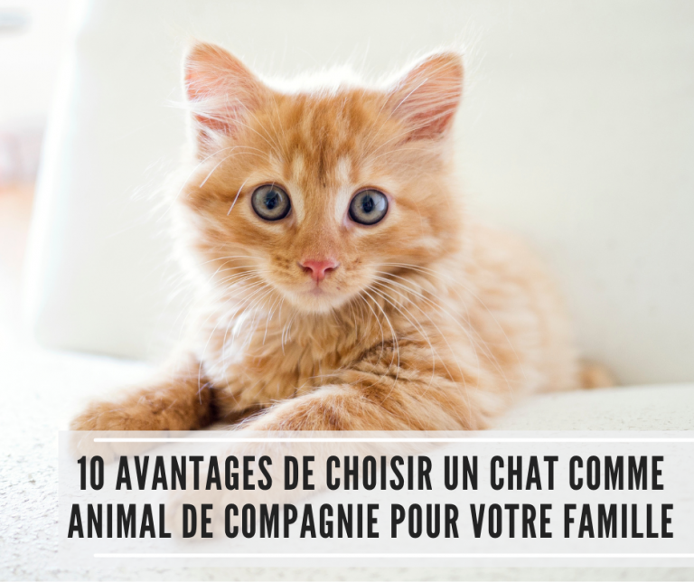 Lire la suite à propos de l’article 10 avantages de choisir un chat comme animal de compagnie pour votre famille