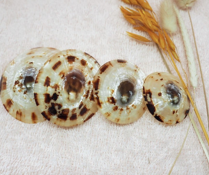 Coquillage d'allaitement